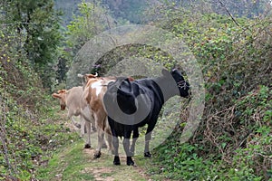 cow graze in the mountains