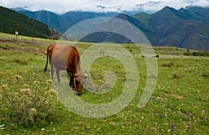 Cow graze in the mountains on a green Alpine meadow.