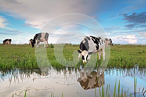 Cow graze on pasture by river