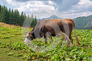 A cow grazes on the background of the Carpathian mountains