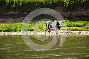 Cow grazes on bank of beautiful river