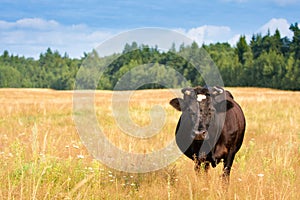 A cow grazes in a field