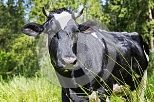 A cow grazes in a field against the background of the forest on a sunny day. Close-up