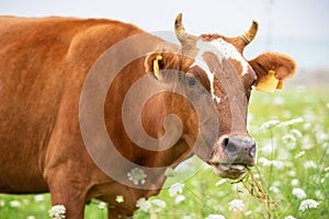 A cow grazes in a flower meadow