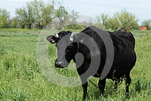 A cow grazes in a flowering meadow near the village