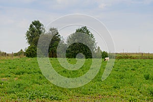 A cow grazes in a green meadow on a cloudy summer day