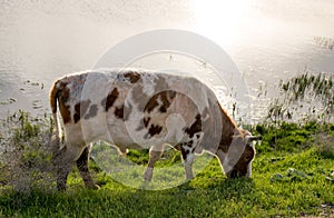 A cow grazes on a green meadow near a lake