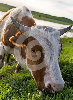 A cow grazes on a green meadow near a lake