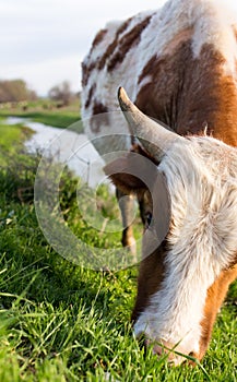 A cow grazes on a green meadow near a lake