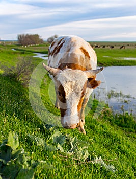 A cow grazes on a green meadow near a lake