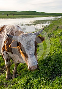 A cow grazes on a green meadow near a lake