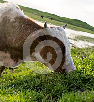 A cow grazes on a green meadow near a lake