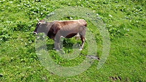 A cow grazes on a hillside. Aerial view.