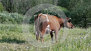 Cow grazes in meadow