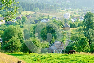 A cow grazes in a meadow against the backdrop of a mountain village Yaremcha, Ukraine