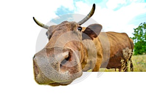 A cow grazes in a meadow against a cloudy blue sky, wide-angle close-up photo, 3d illusion that head sticks out