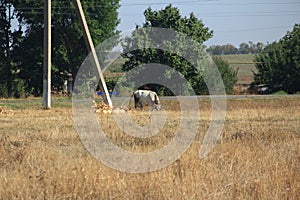 Cow grazes in a meadow with dried grass