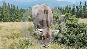 A cow that grazes in a meadow in the mountains. Brown cow close-up. Agriculture and Cattle Breeding
