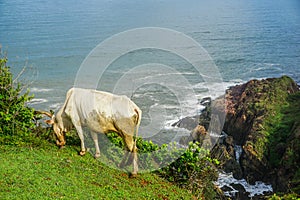 A cow grazes in a meadow near a cliff on a peninsula near the village Gokarna