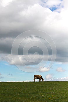 A cow grazes in a meadow under a blue sky. The concept of farming and livestock