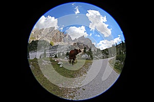 cow grazes in the mountains photographed with fisheye lens