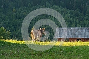 A cow grazes near a wooden hut on the background of a forested mountain