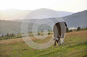 A cow grazes in a pasture among the Carpathian mountains, sunset