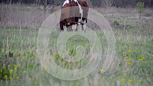 A cow grazes in a spring meadow