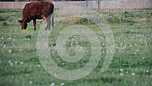 A cow grazes in a spring meadow