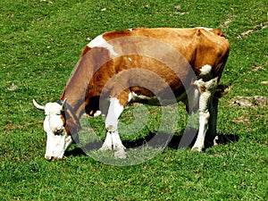 Cow grazing photo