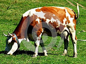 Cow grazing