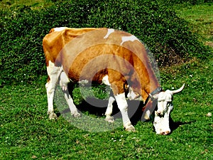 Cow grazing photo