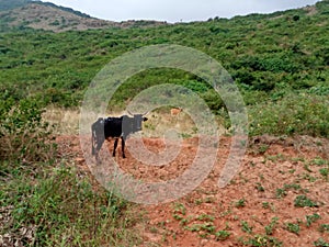 a cow grazing