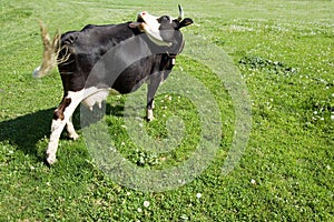 Pasenie kráv