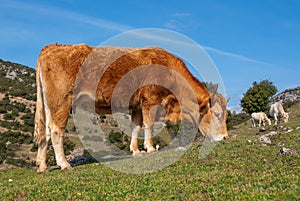 Cow grazing