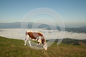 Cow grazing