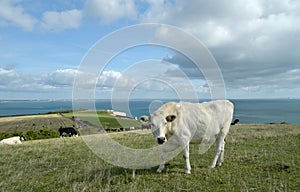 Cow grazing above Old Harry Rocks on Dorset coast