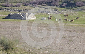 Cow grazing beside Alconetar Bridge pillar Garrovillas de Alconetar, Caceres, Spain