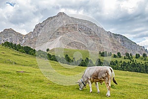 Cow grazing on an alp meadow with beautiful mountain formation