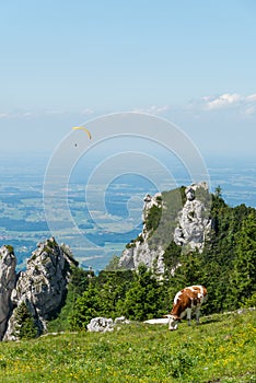 Cow Grazing on an Alpine Meadow