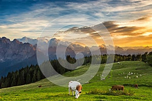 Cow grazing on alpine meadow