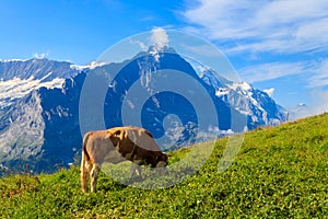 Cow grazing on alpine meadow on First Mountain high above Grindelwald, Switzerland