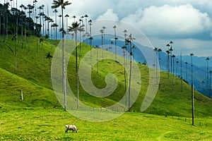 Cow Grazing Amongst Wax Palm Trees