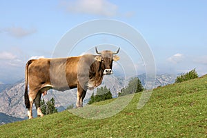 Cow grazing in Asturias photo