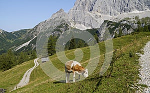 a brown with white cow grazing in the Austrian Alps of the Dachstein region (Austria)