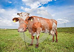 Cow grazing on the background of bright green field. Funny cow on cow farm. Young red and white spotted calf staring at the camera