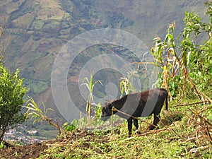 Cow Grazing in Banos, Ecuador photo