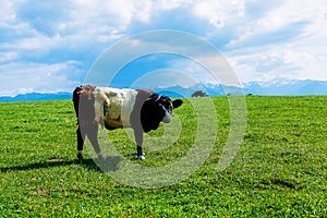Cow grazing on a beautiful green meadow, with snowy mountains in background.