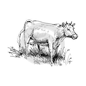 Cow Grazing Cattle Animal Husbandry Livestock