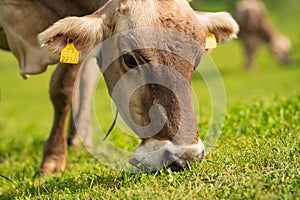 Cow are grazing. Cattle pasture in a grass field.